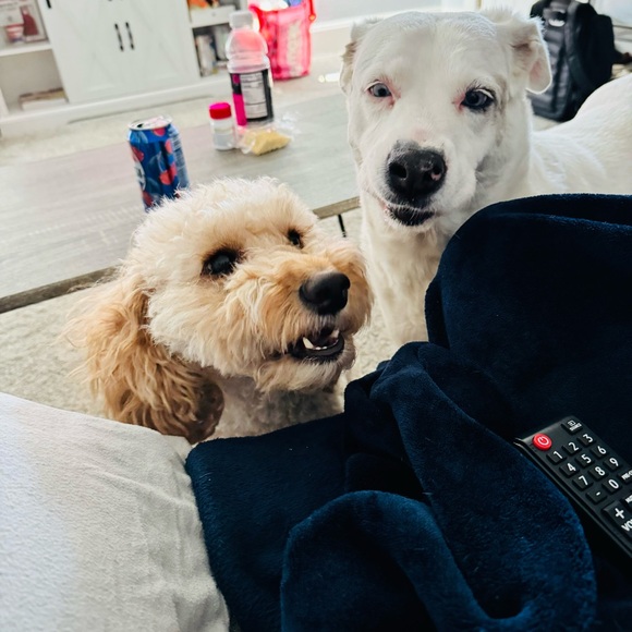 COPY - Meet your Posher, Gabrielle - Picture 2 of 4